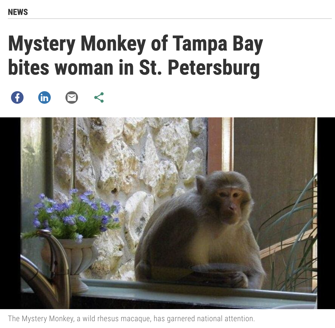 monkey inside house - News Mystery Monkey of Tampa Bay bites woman in St. Petersburg in The Mystery Monkey, a wild rhesus macaque, has garnered national attention.